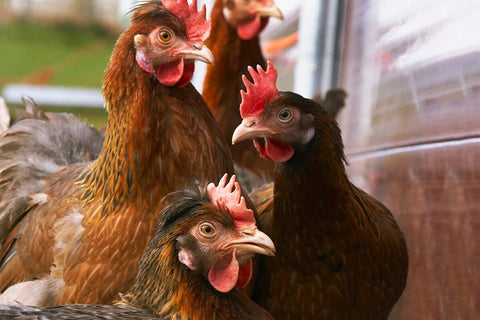 Supplier Stories: Fenton Farm Eggs