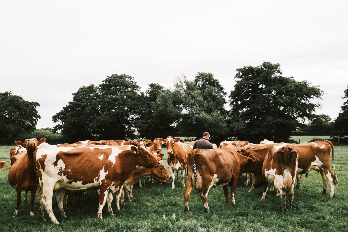 Supplier Story: The Estate Dairy