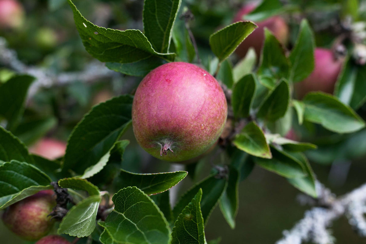 In Season: Apples